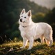 White Swiss Shepherd Dog