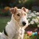 Wire Fox Terrier