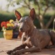 Xoloitzcuintli