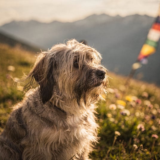 Tibetan Terrier and pet insurance guide