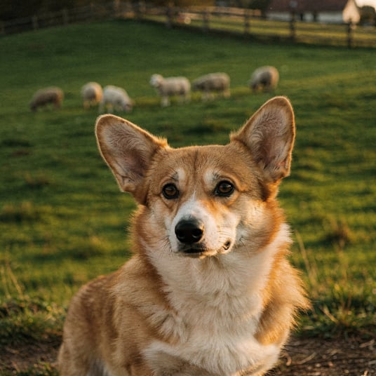 Pembroke Welsh Corgi