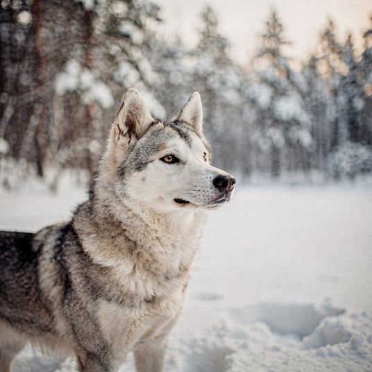 West Siberian Laika and pet insurance guide