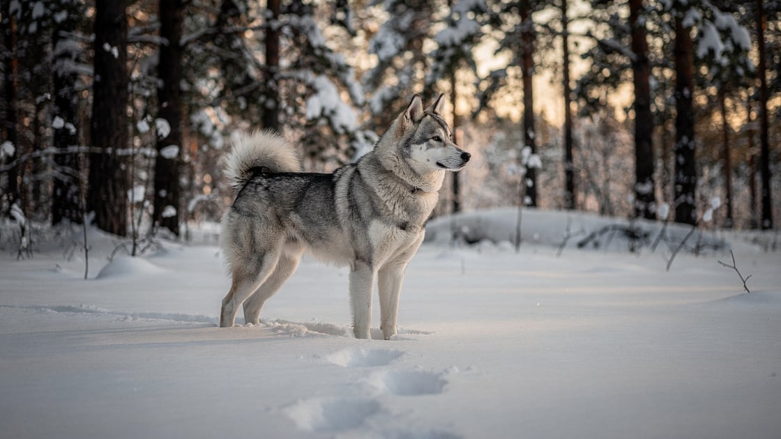 West Siberian Laika — vet costs and insurance