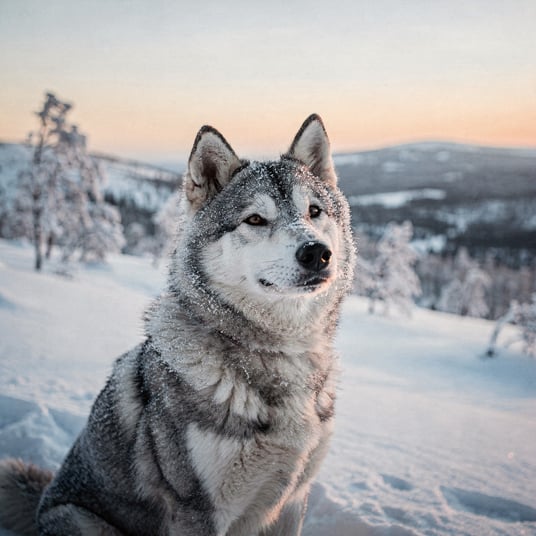 Yakutian Laika