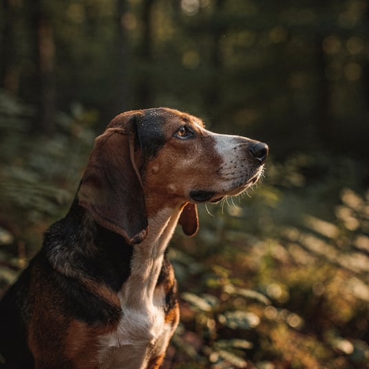 Yugoslavian Tricolor Hound and pet insurance guide
