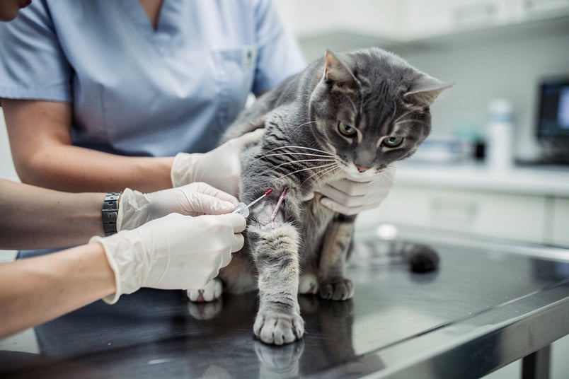 Cat blood panel and pet insurance guide