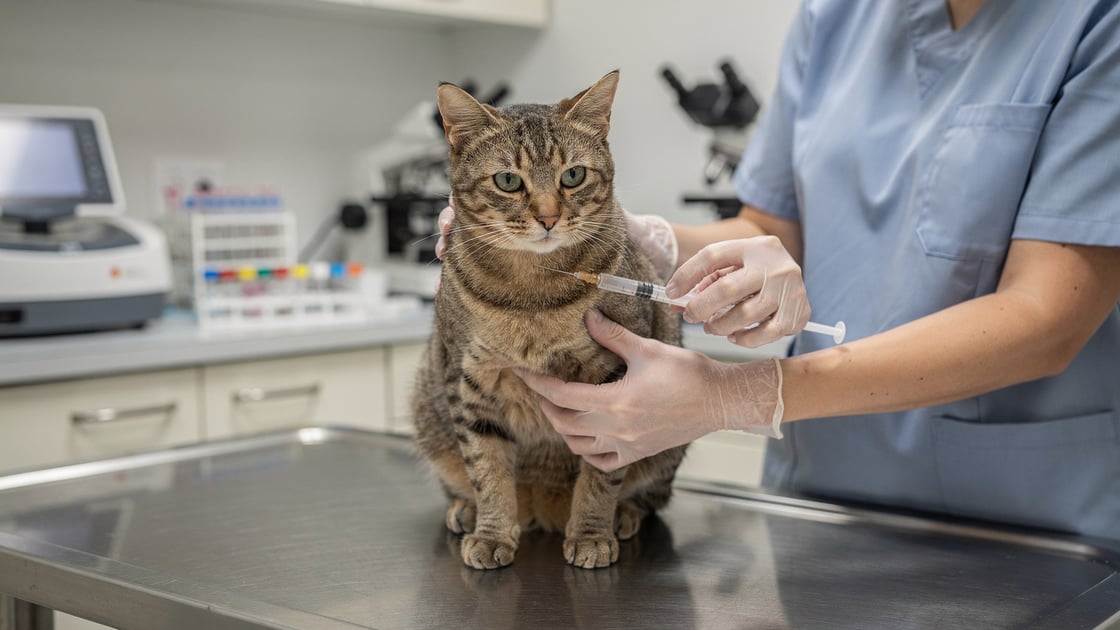 Veterinarian drawing blood from a cat — diagnostic blood panel