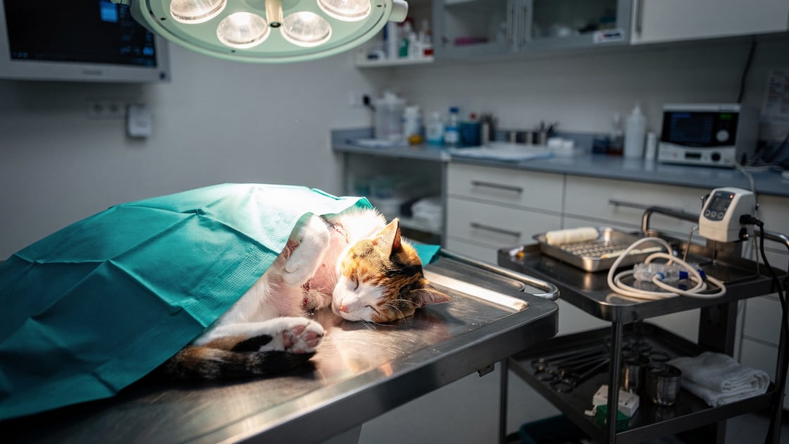 Veterinary team performing feline C-section with kitten warming pad ready