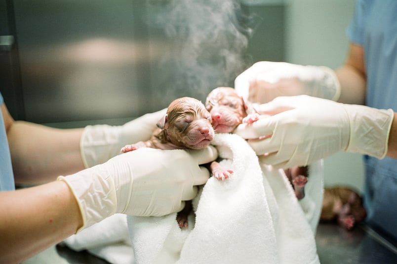 C Section and pet insurance guide