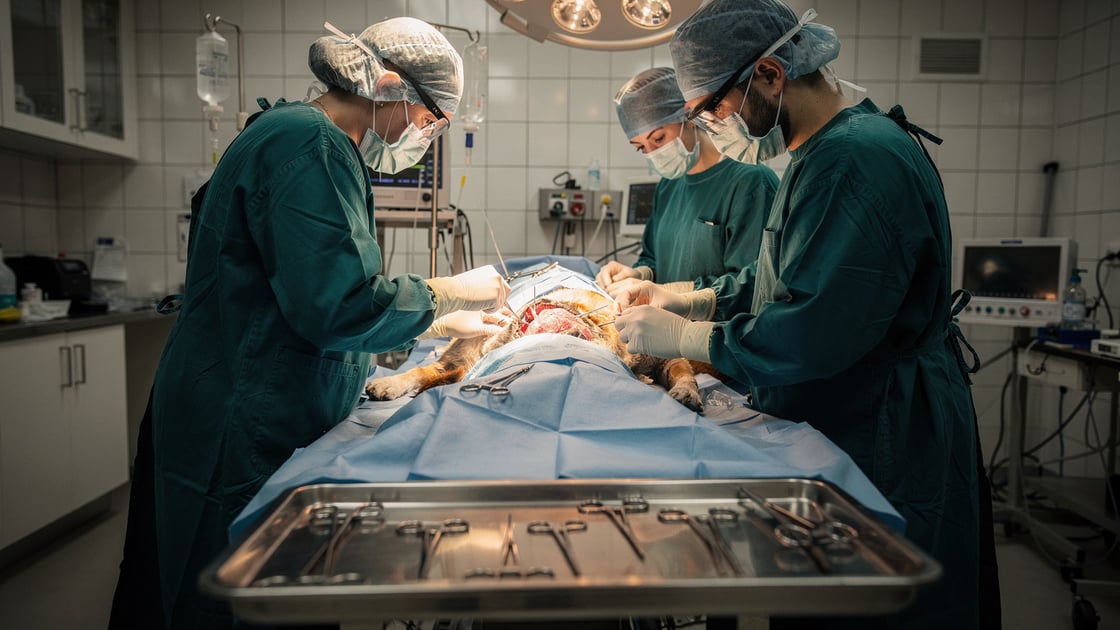 C-Section — vet costs and insurance