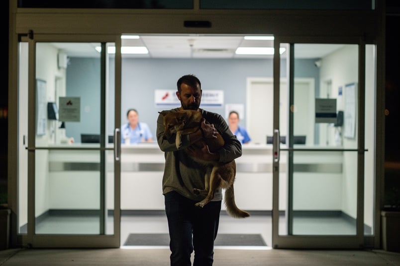 Emergency Vet Visit and pet insurance guide