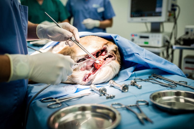 Hip Replacement and pet insurance guide