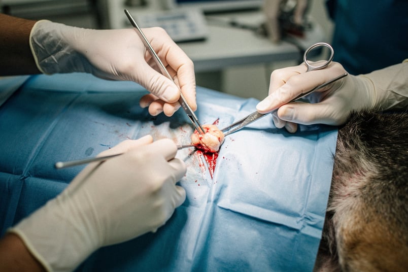 Lipoma Removal and pet insurance guide