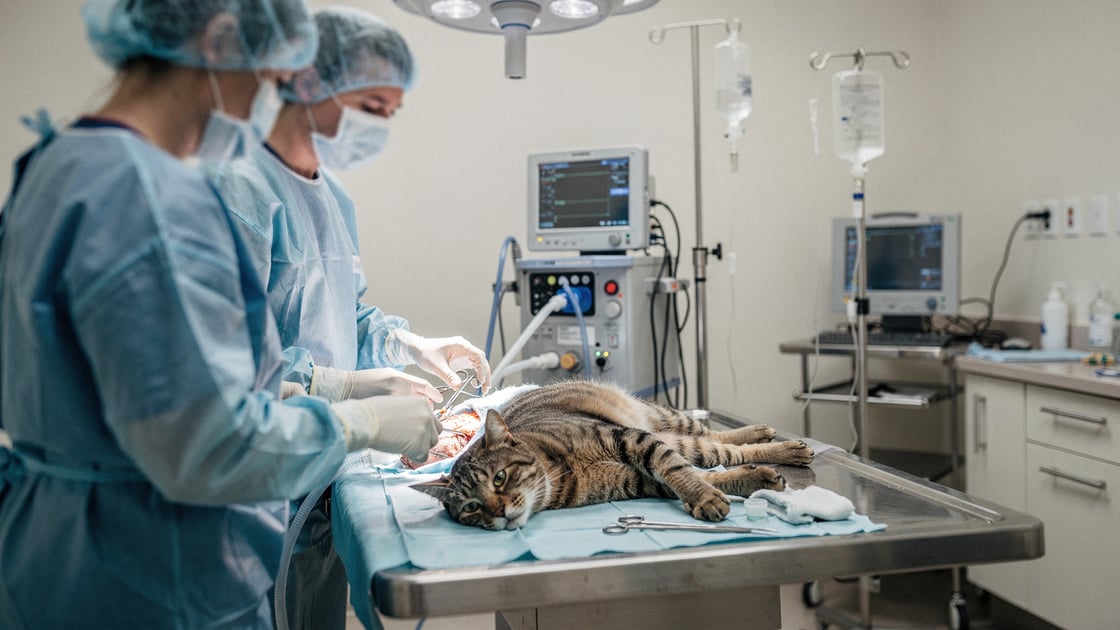 Neuter — vet costs and insurance