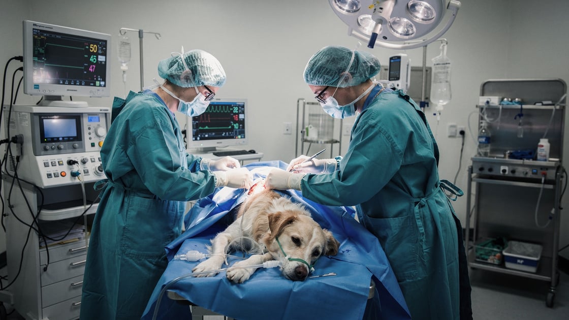 Pyometra Surgery — vet costs and insurance