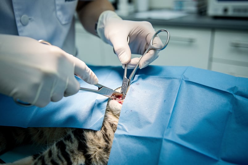 Spay and pet insurance guide