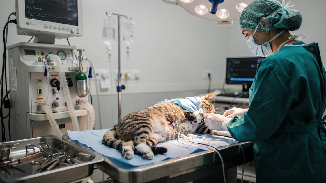 Spay — vet costs and insurance