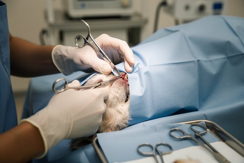 Spay and pet insurance guide