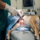 ACL Surgery (TPLO / TTA)