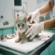 Neuter