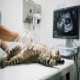 Ultrasound